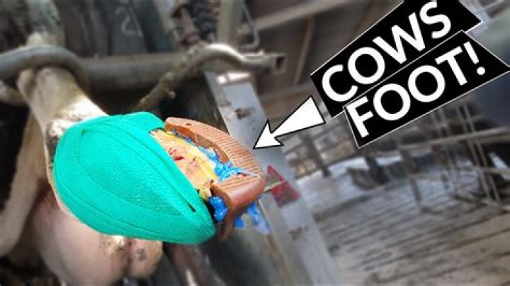 Can cows wear shoes?