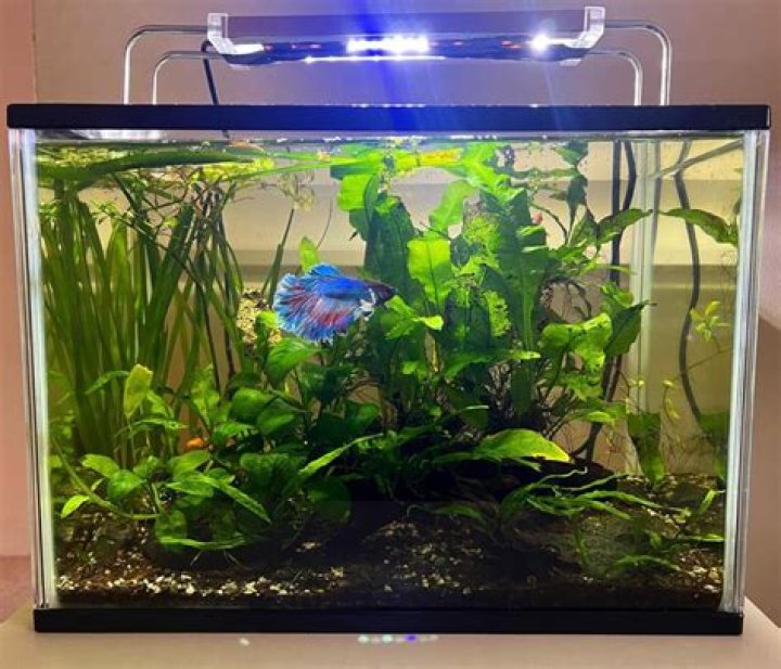 Do fish know they are in a small tank?