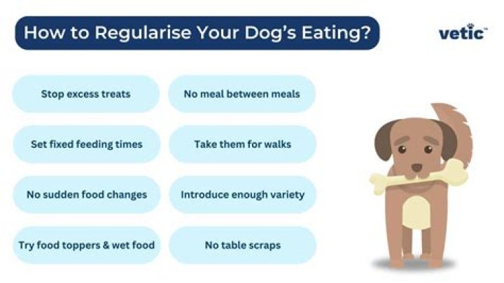 How do I get my dog to stop trying to eat my food?