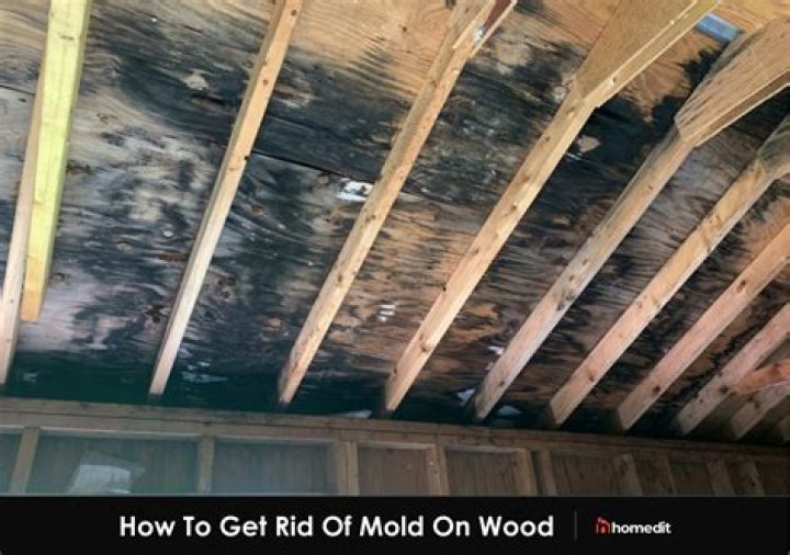 How do I get rid of mold in my shed?