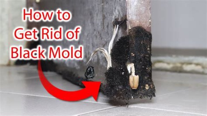 How do you get rid of black mold professionally?