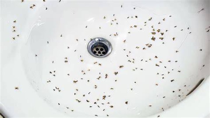How do you keep bugs from coming up the drain?