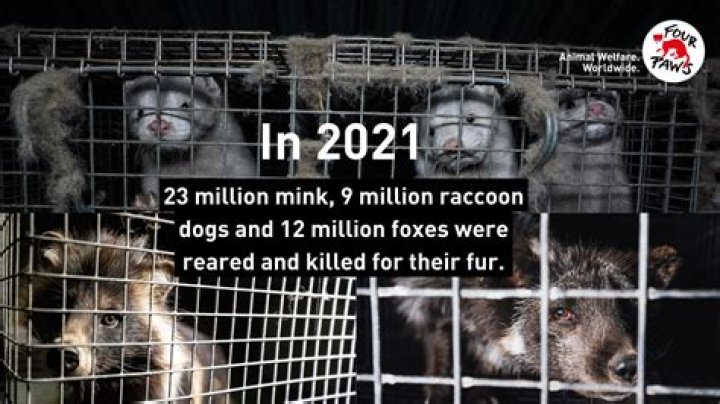 How many dogs are killed for fur?