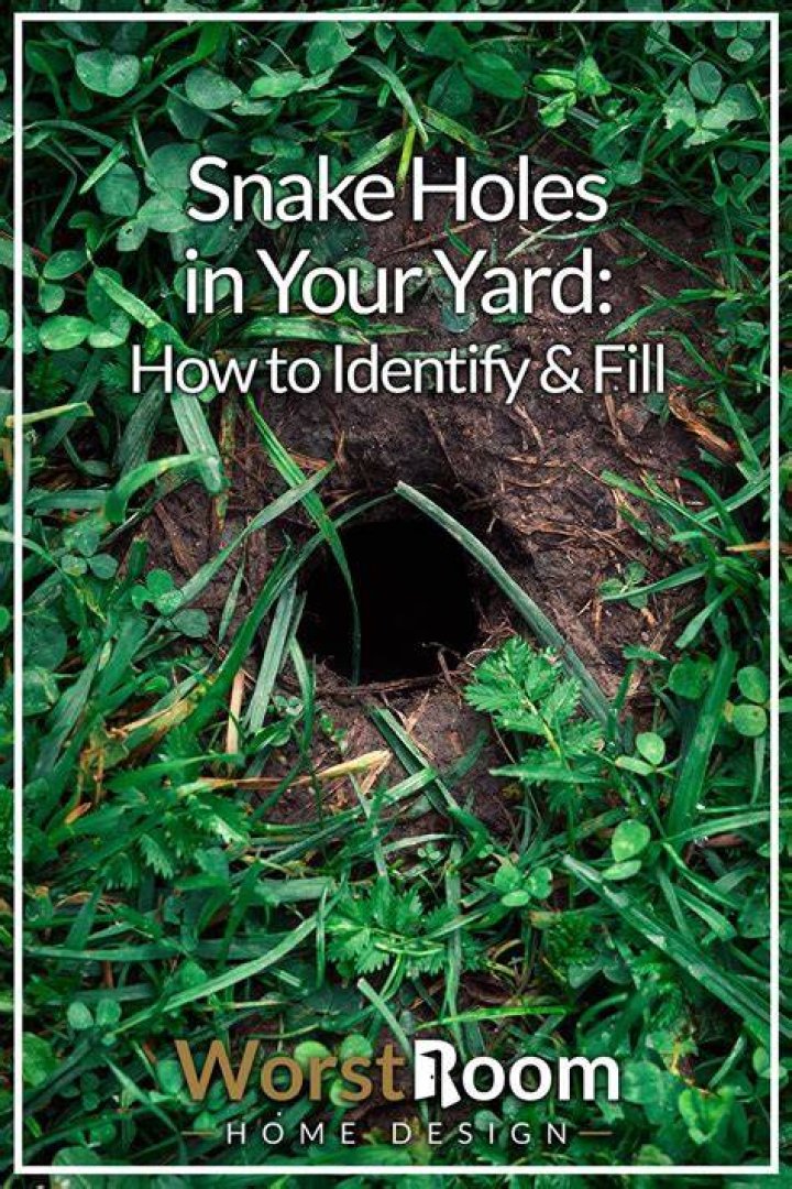 How to diagnose a hole in your yard?