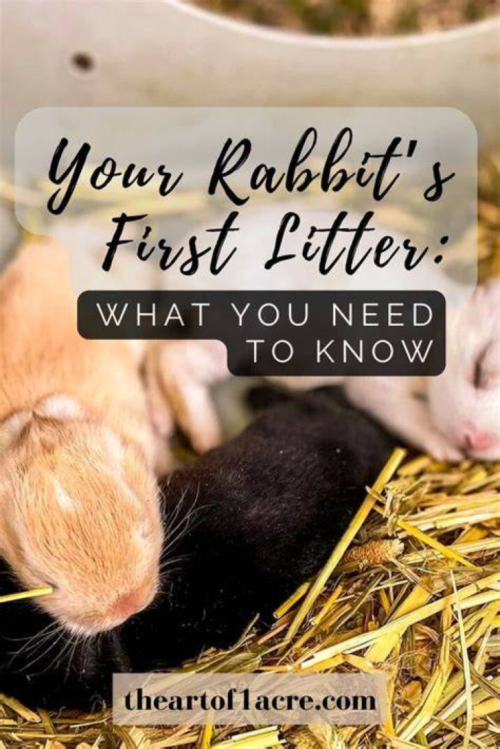 Is it common for a rabbits first litter to die?