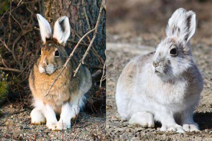 What animal has brown fur in the summer and white fur in the winter?