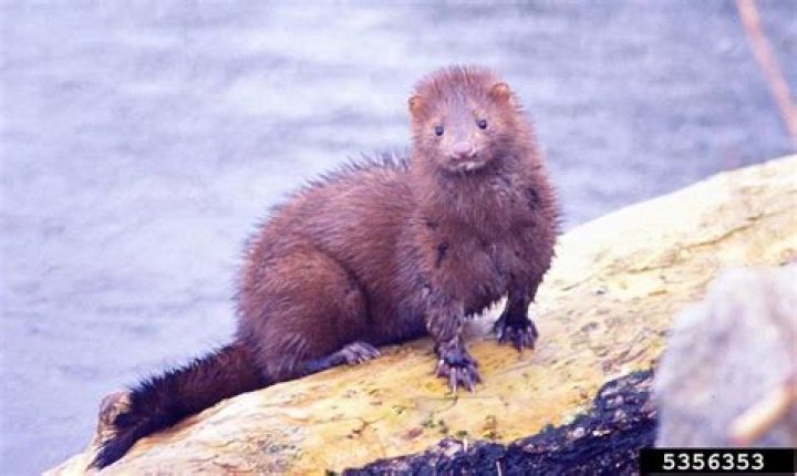 What animal makes a mink coat?