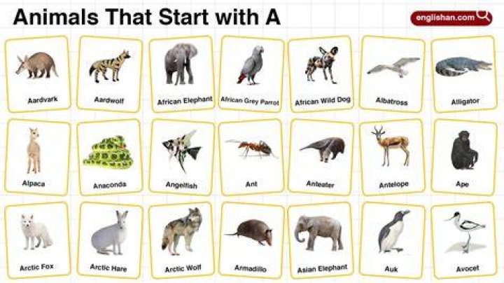 What animals start with a?