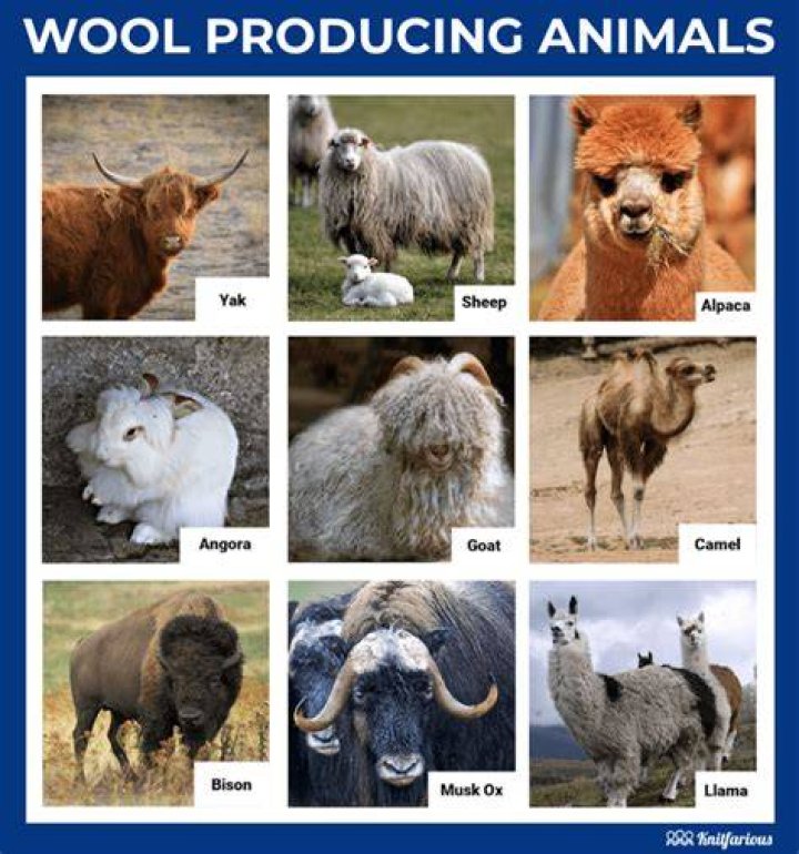 What are the different wool bearing animals Where are they found?