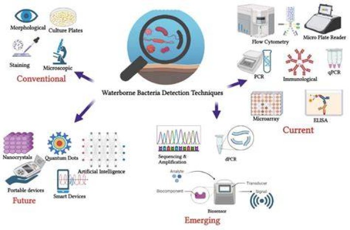 What bacteria is used to detect water quality?