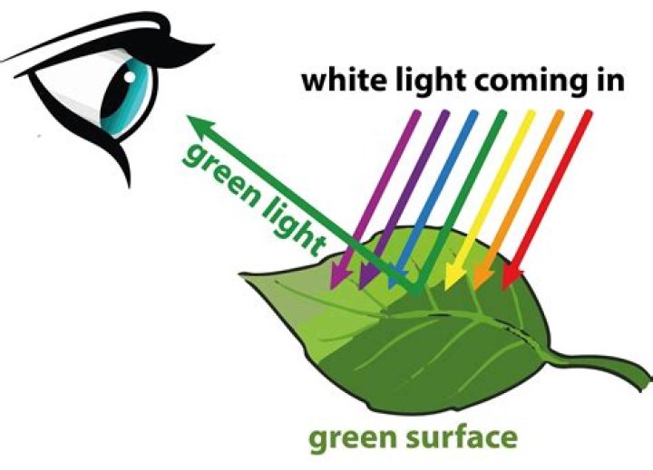 What color does a green leaf absorb?