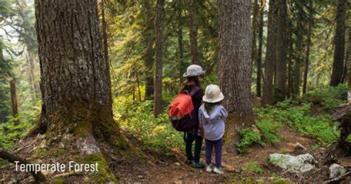 What do you wear to a temperate forest?