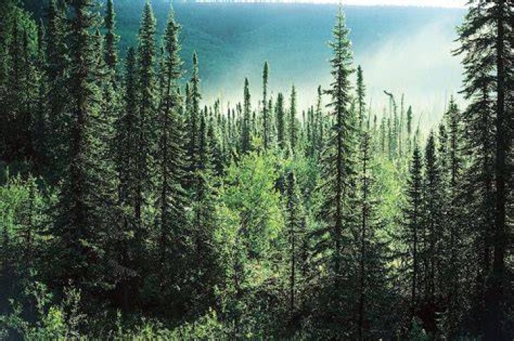 What do you wear to the boreal forest?