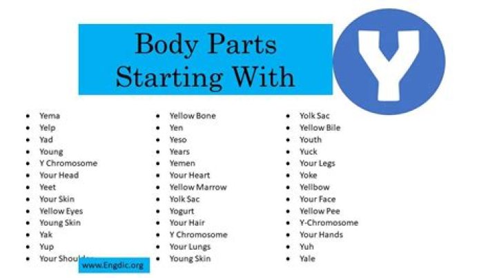 What is a body part that starts with y?