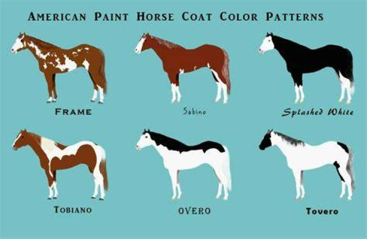 What kind of coat does a Paint Horse have?