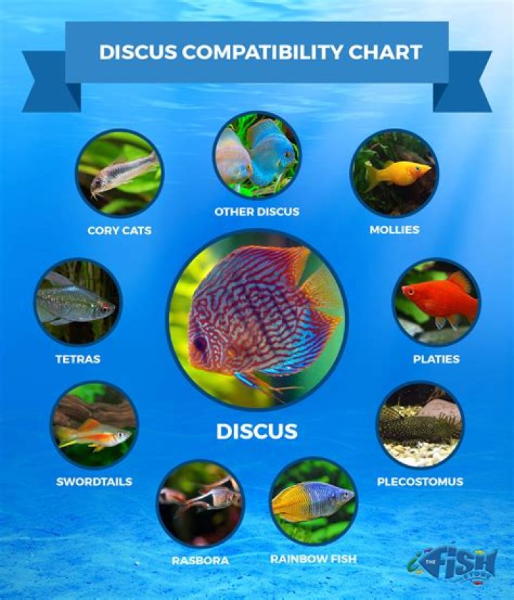 What kind of fish can you buy with a discus?