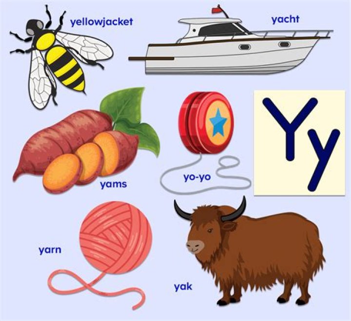 What stores start with the letter Y?