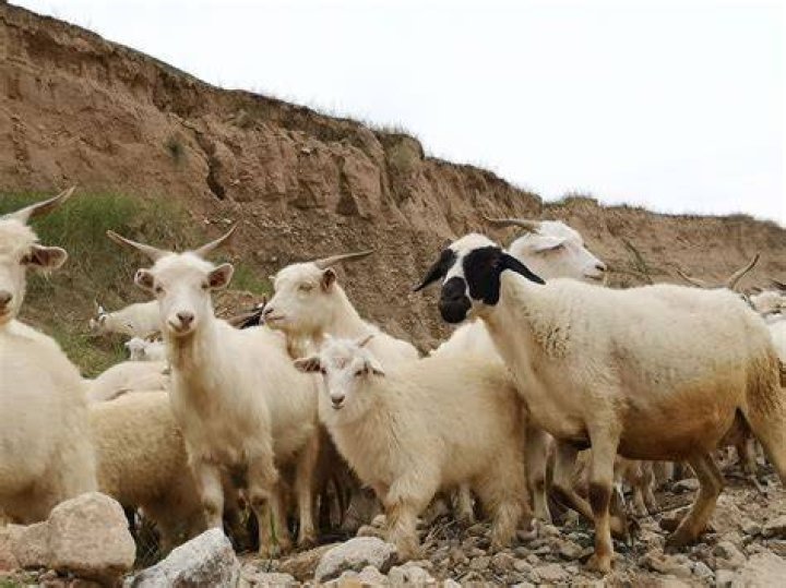 Where does cashmere come from?