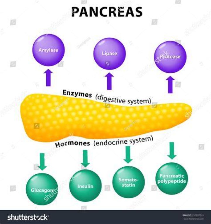 Where is amylase secreted?