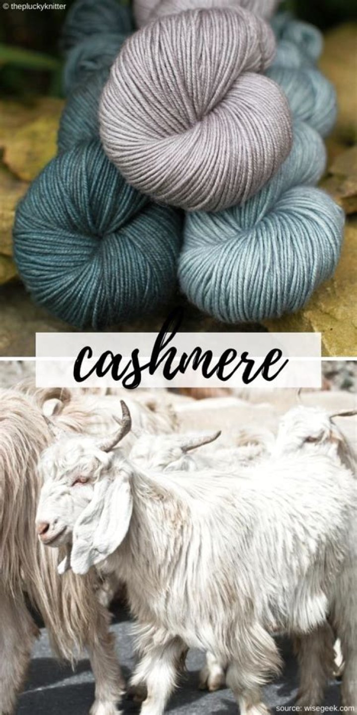 Which animals are the main source of the soft wool known as cashmere?