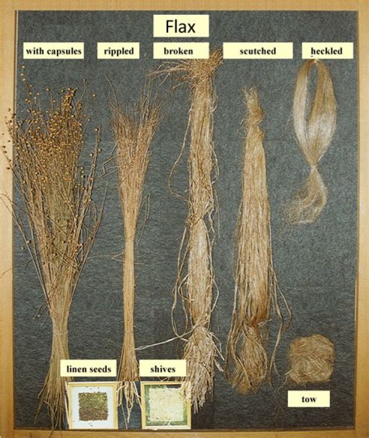 Which fiber comes from the flax plant?