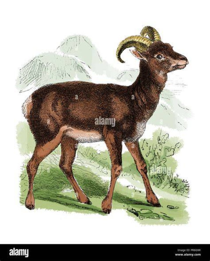 Who are the ancestors of the domestic sheep?