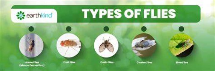Why are there all of a sudden so many flies?