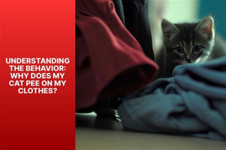 Why does my cat bring clothes to me?
