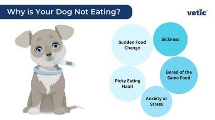 Why does my dog not want to drink water?