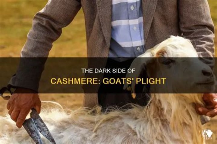 Why is cashmere cruel?