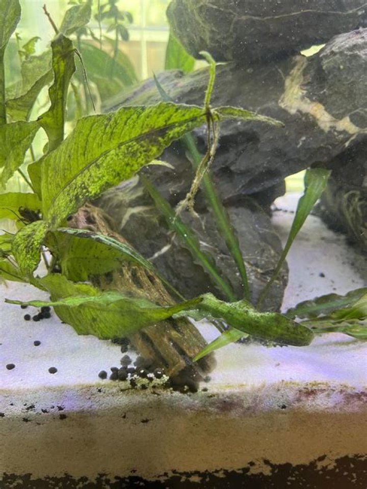 Why is my water turning black?